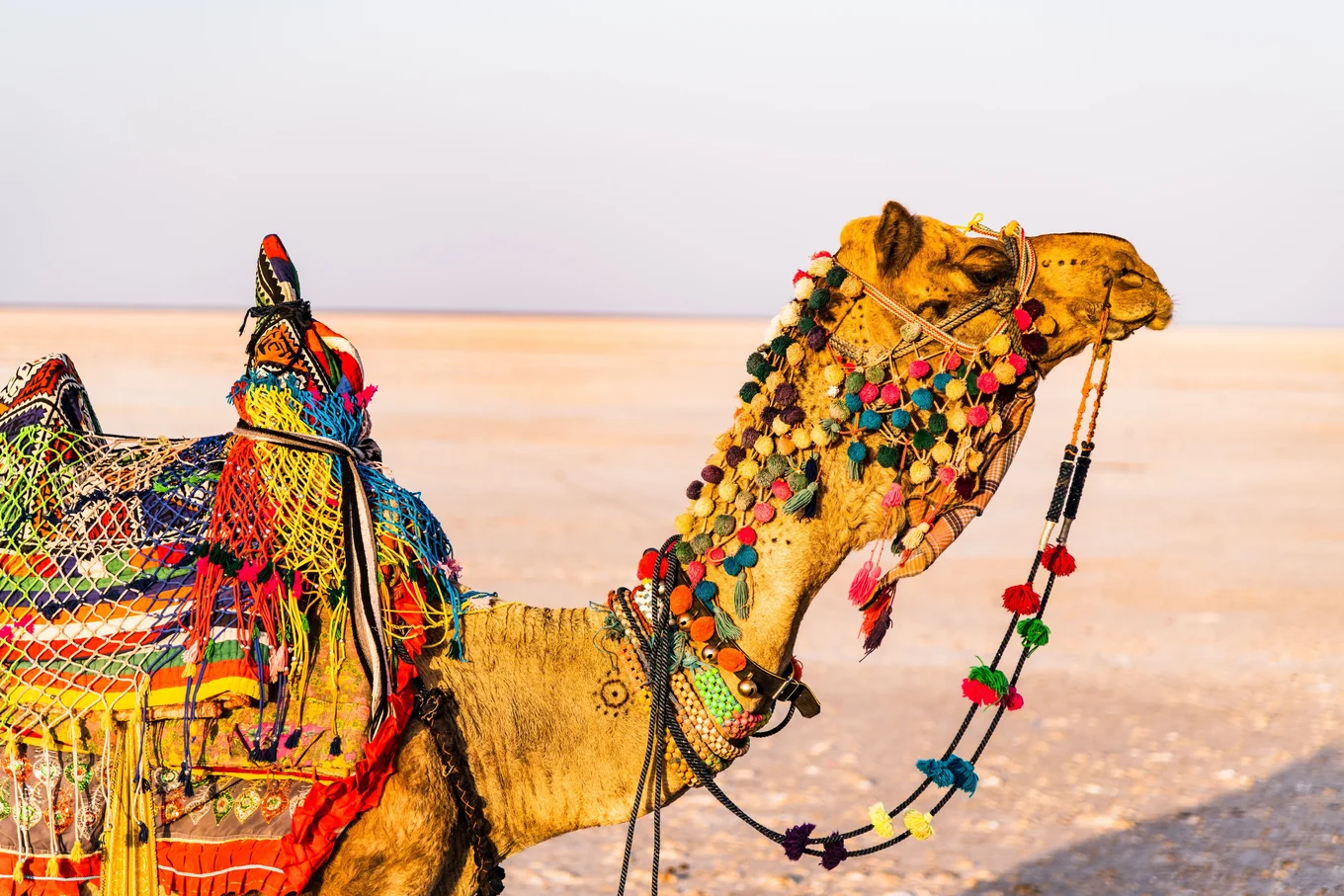 Camel adorned with colorful decorations. Desert backdrop.